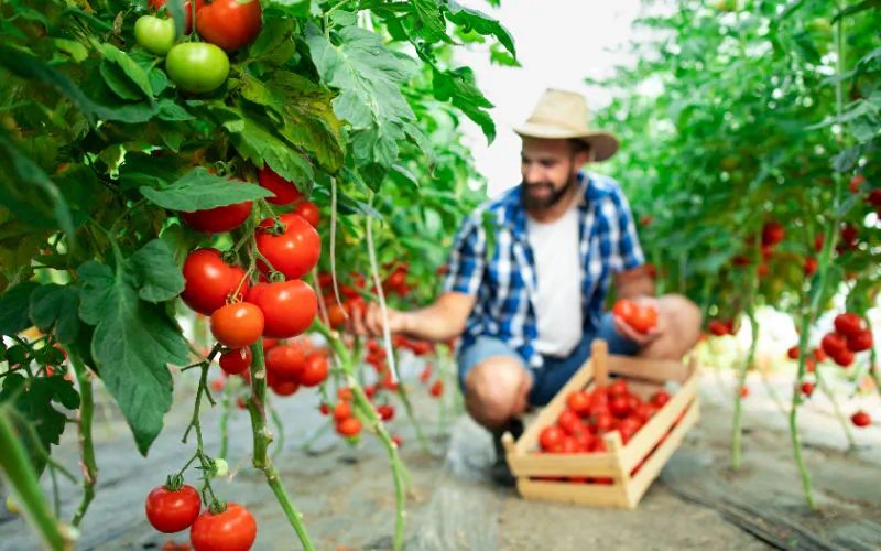 Торове и стимулатори